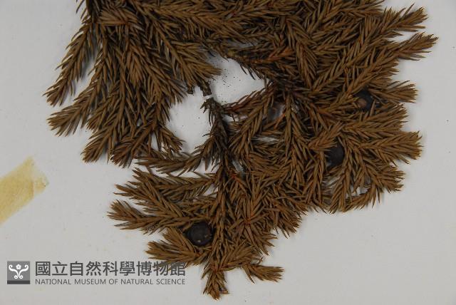 香青藏品圖，第3張