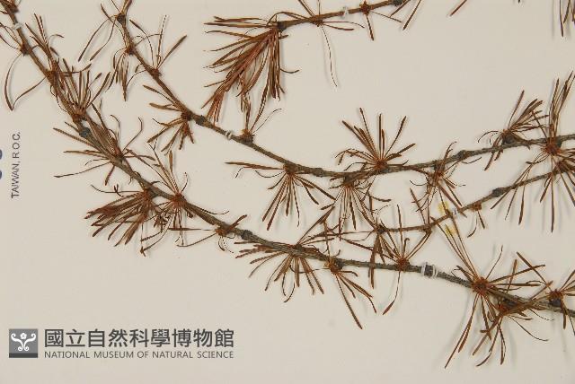 日本落葉松藏品圖，第3張