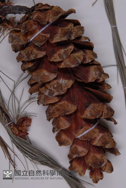 登錄號:G001059藏品圖，第3張