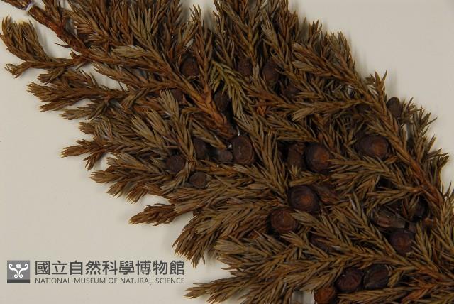 香青藏品圖，第3張