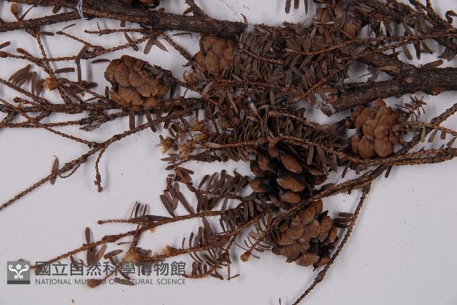 臺灣鐵杉藏品圖，第3張