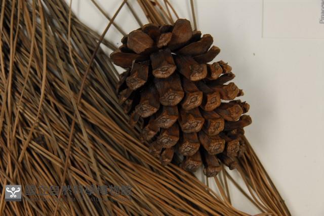 加拿利刺松藏品圖，第3張