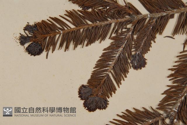 臺灣冷杉藏品圖，第3張