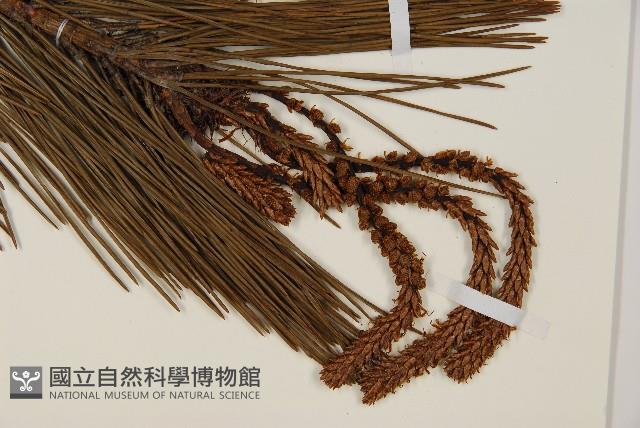 日本赤松藏品圖，第3張