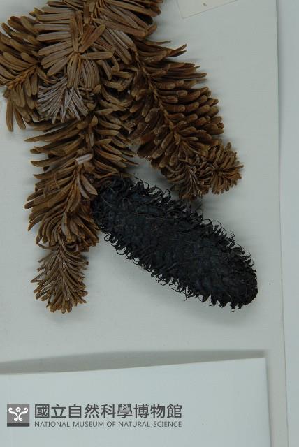 中甸冷杉藏品圖，第3張