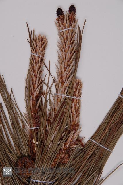 地盤松藏品圖，第3張