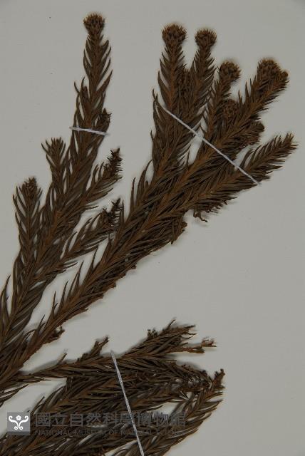 柳杉藏品圖，第3張