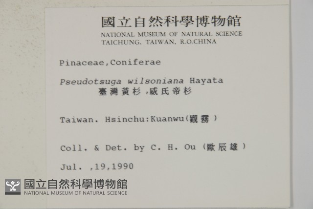 臺灣黃杉藏品圖，第2張