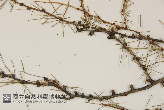 長白落葉松藏品圖，第3張