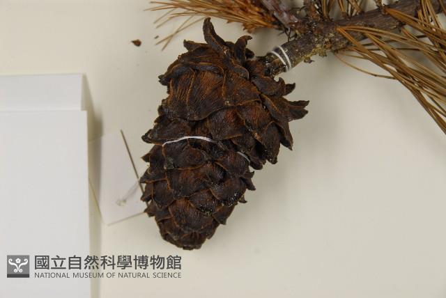 臺灣華山松藏品圖，第3張