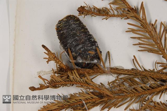 臺灣冷杉藏品圖，第3張