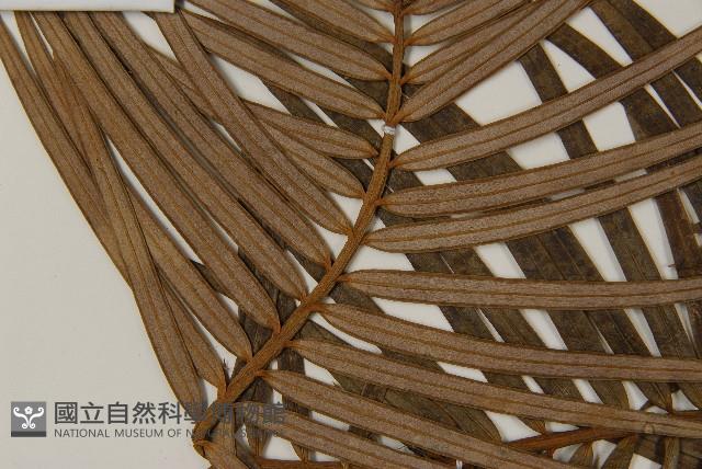 三尖杉藏品圖，第3張