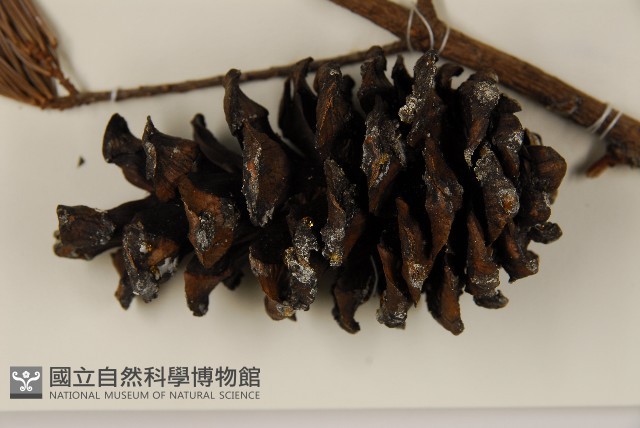 臺灣五葉松藏品圖，第2張