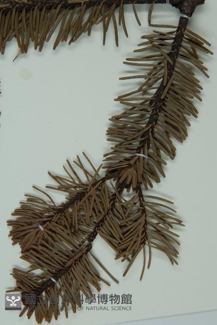 蒼山冷杉藏品圖，第3張