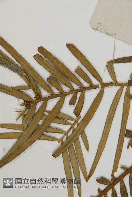 三尖杉藏品圖，第3張