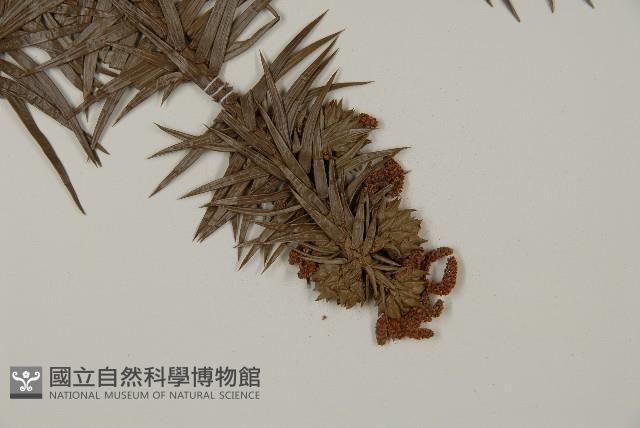 杉木藏品圖，第3張