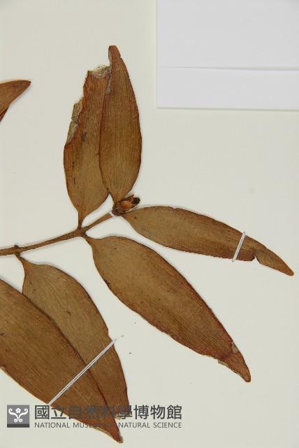 菲律賓貝殼杉藏品圖，第3張