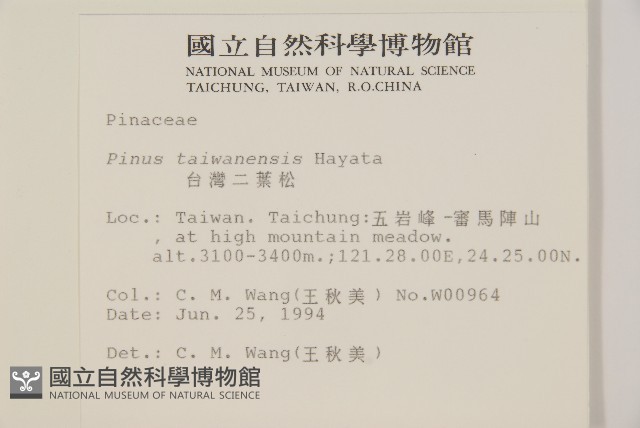 臺灣二葉松藏品圖，第2張