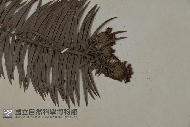 杉木藏品圖，第3張