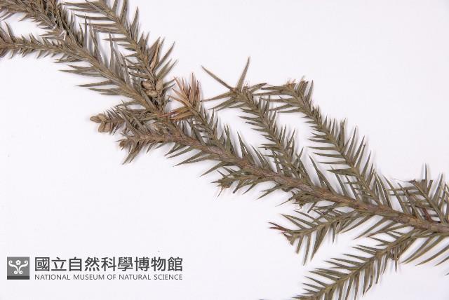 柳杉藏品圖，第3張