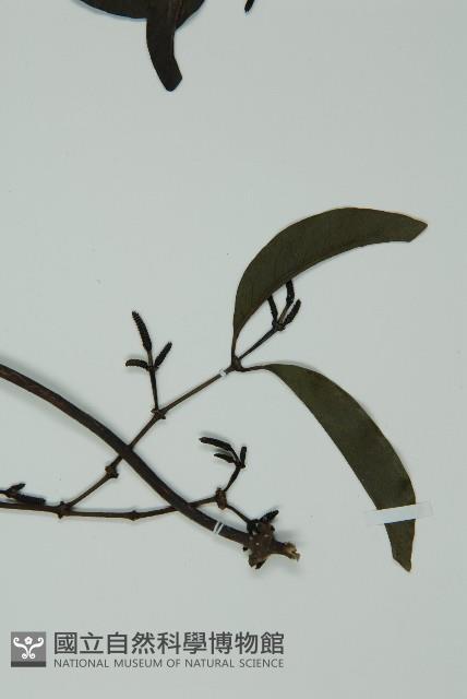 小葉買麻藤藏品圖，第3張