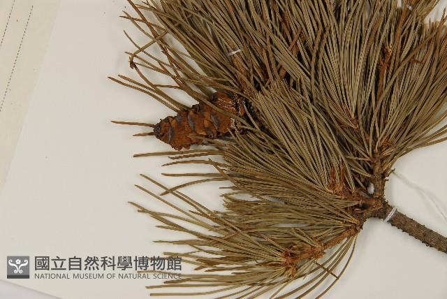 五葉松藏品圖，第3張