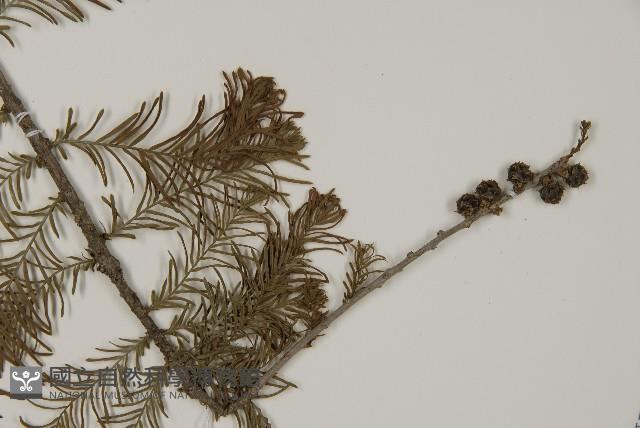 落羽松、美國水松藏品圖，第3張