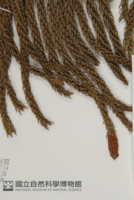 肯氏南洋杉藏品圖，第3張