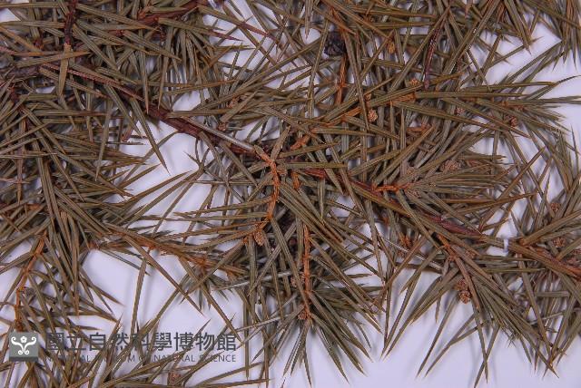 刺柏藏品圖，第3張