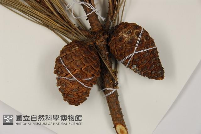 馬尾松藏品圖，第3張