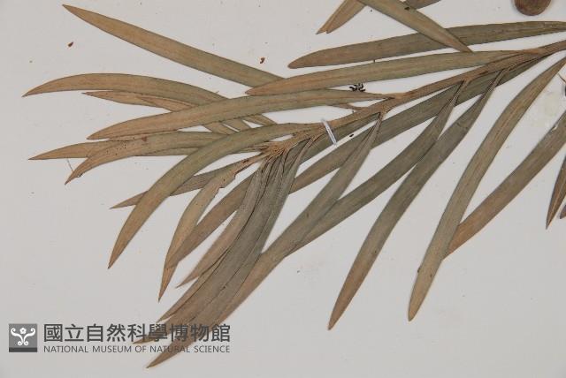 狹葉羅漢松藏品圖，第3張