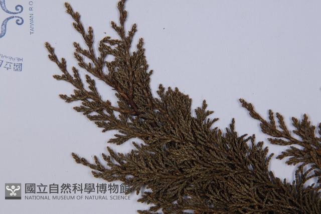 滇藏方枝柏藏品圖，第3張