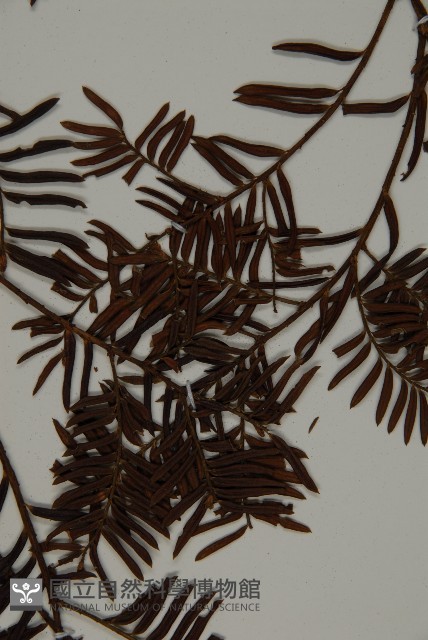 臺灣紅豆杉、紫杉、南方紅豆杉藏品圖，第3張