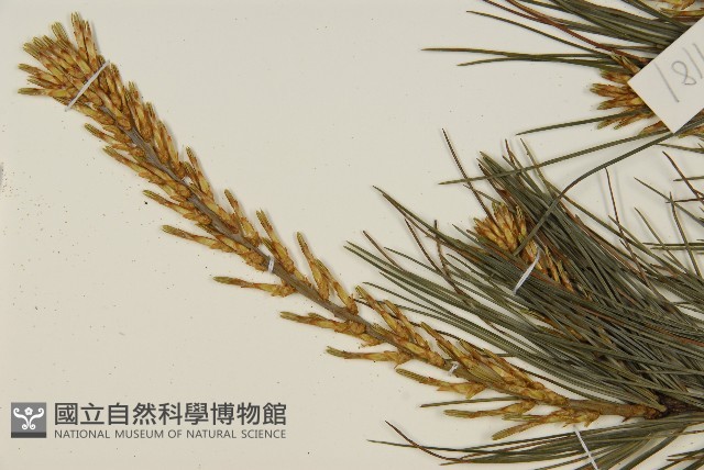 臺灣華山松藏品圖，第3張