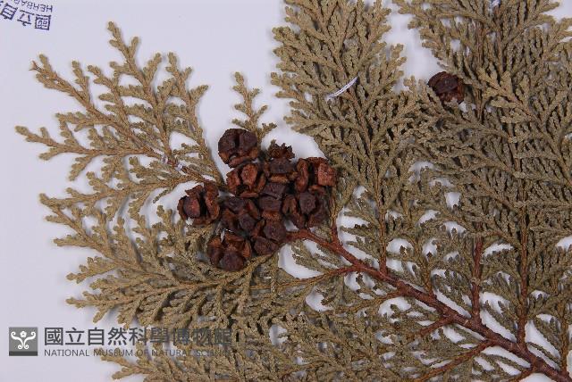 臺灣扁柏藏品圖，第3張