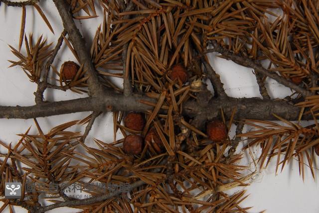 刺柏藏品圖，第3張