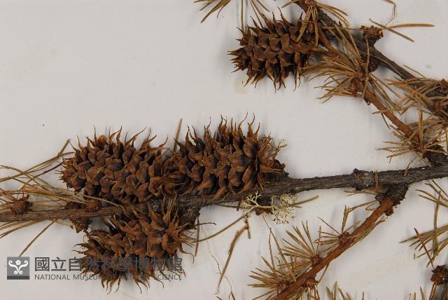 大果紅杉藏品圖，第3張