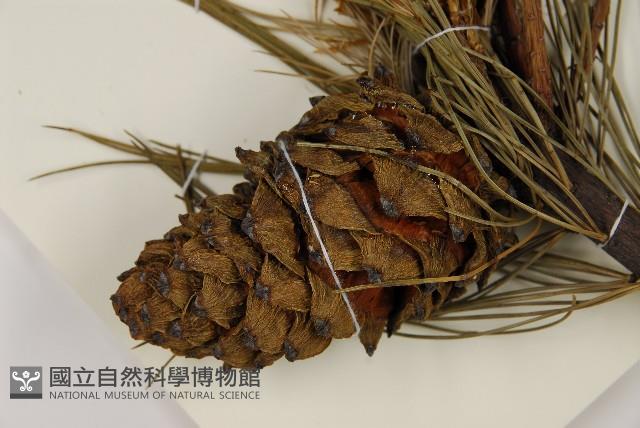 臺灣華山松藏品圖，第3張