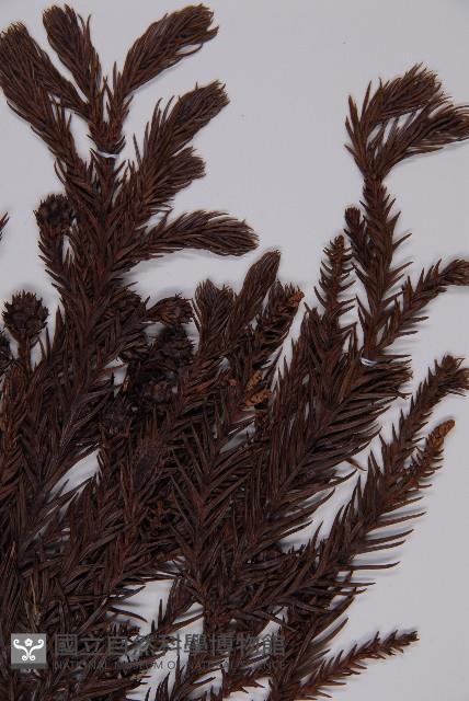 柳杉藏品圖，第3張