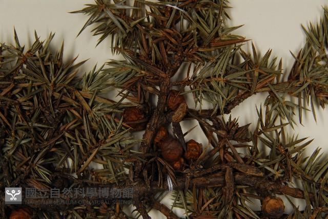刺柏藏品圖，第3張