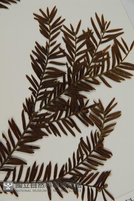 臺灣紅豆杉、紫杉、南方紅豆杉藏品圖，第3張