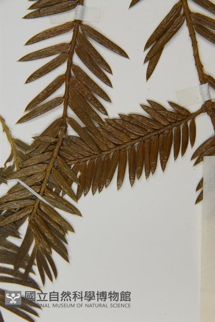 篦子三尖杉藏品圖，第3張