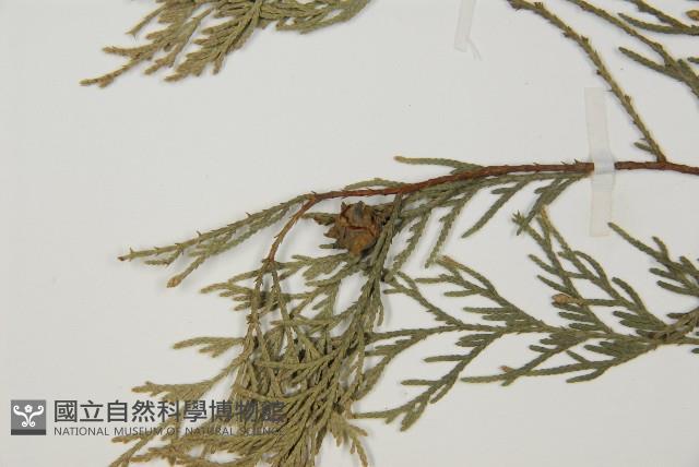 柏木、柏樹藏品圖，第3張