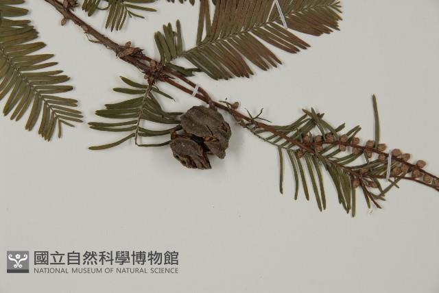 水杉藏品圖，第3張