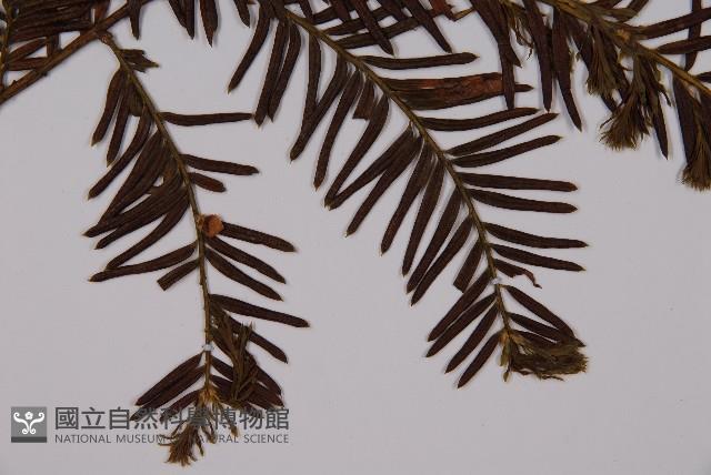 臺灣紅豆杉、紫杉、南方紅豆杉藏品圖，第3張