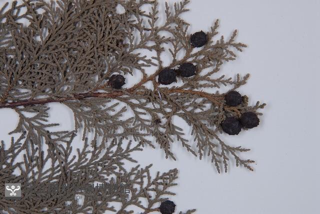 側柏藏品圖，第3張