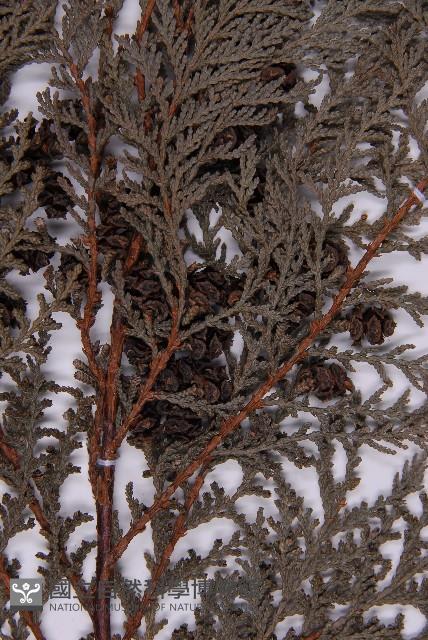 紅檜藏品圖，第3張