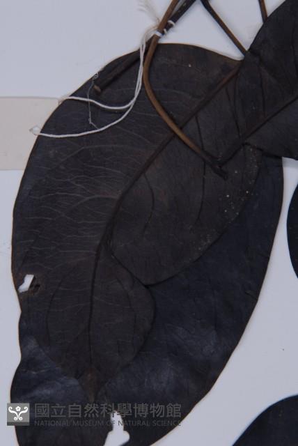 買麻藤藏品圖，第3張