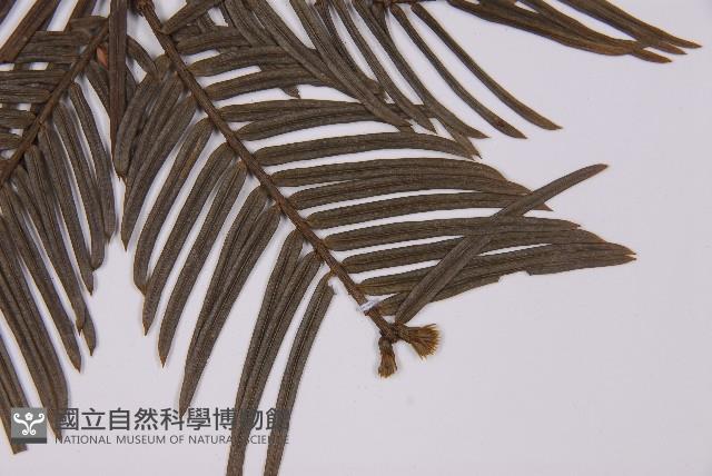 臺灣粗榧、台灣三尖杉藏品圖，第3張