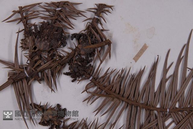 Chinese fir Collection Image, Figure 3, Total 4 Figures